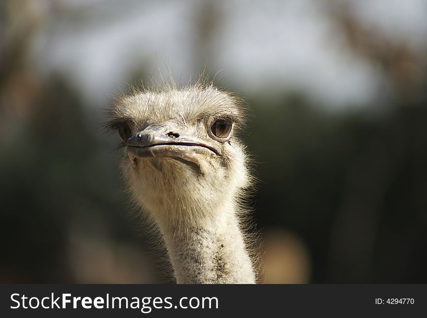 The ostrich (Struthio camelus) is a large flightless bird that lives in Africa. The ostrich (Struthio camelus) is a large flightless bird that lives in Africa.