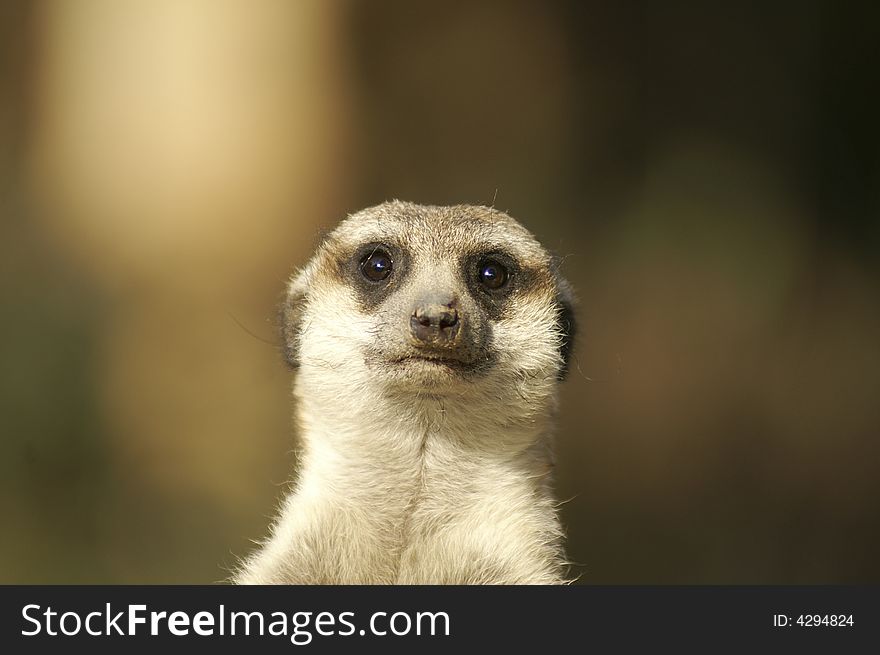 A meerkat is an small mammal that lives in the Kalahari Desert in southern Africa. It is a member of the mongoose family. A meerkat is an small mammal that lives in the Kalahari Desert in southern Africa. It is a member of the mongoose family.