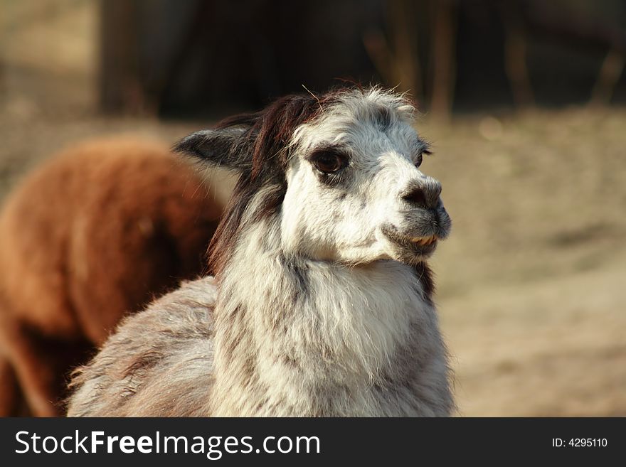 Llama