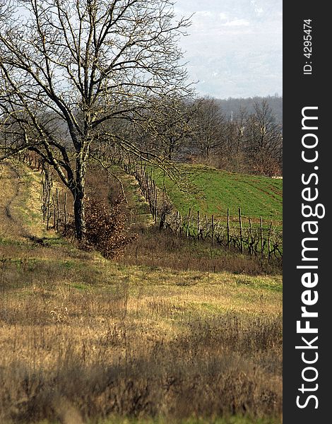 Vineyard landscape with old tree, travel Europe. Vineyard landscape with old tree, travel Europe