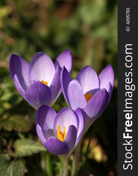 Three crocuses in the begining of the spring