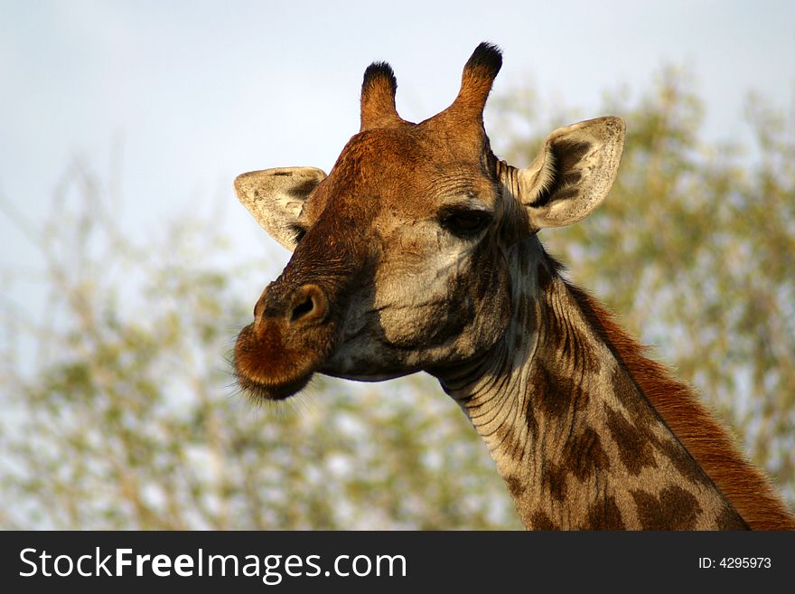 Giraffe head in the Kruger National Park (South Africa) on a cloudy sky background