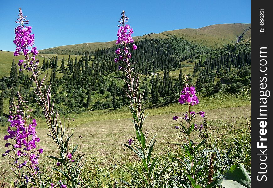 Wild purple flow blooming on mountain slope. Wild purple flow blooming on mountain slope