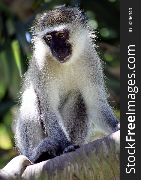 A Vervet Monkey clinging a tree in Umhlanga (South Africa)