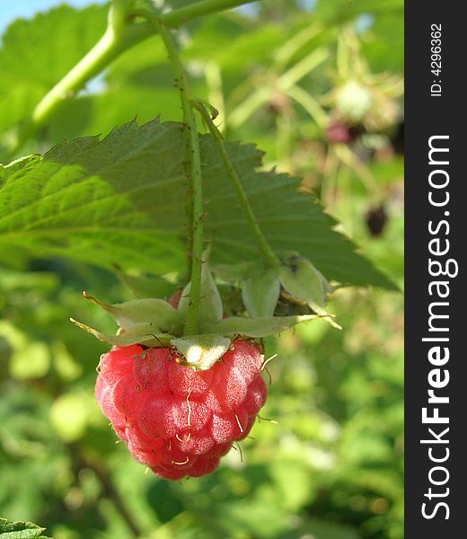 Red raspberry on green background