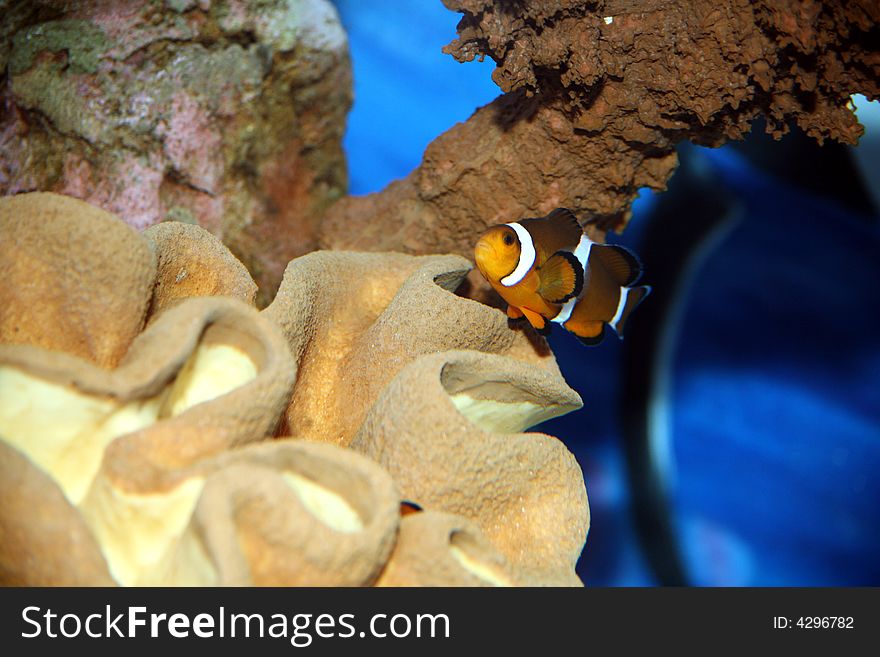 Clown Fish…Nemo is still lost