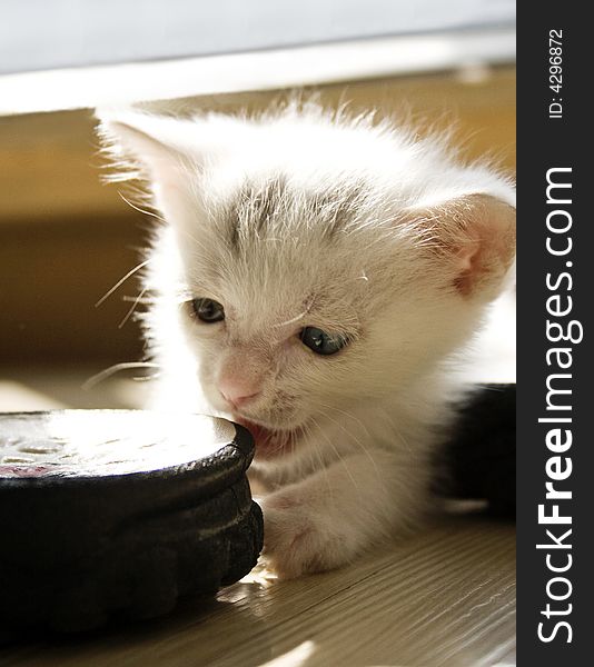 This kitty happily plays on the ground under the irradiation of sunlight. This kitty happily plays on the ground under the irradiation of sunlight.