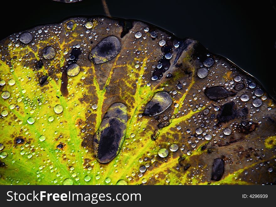 After rain, crystal water rolling on colourful lotus leaf