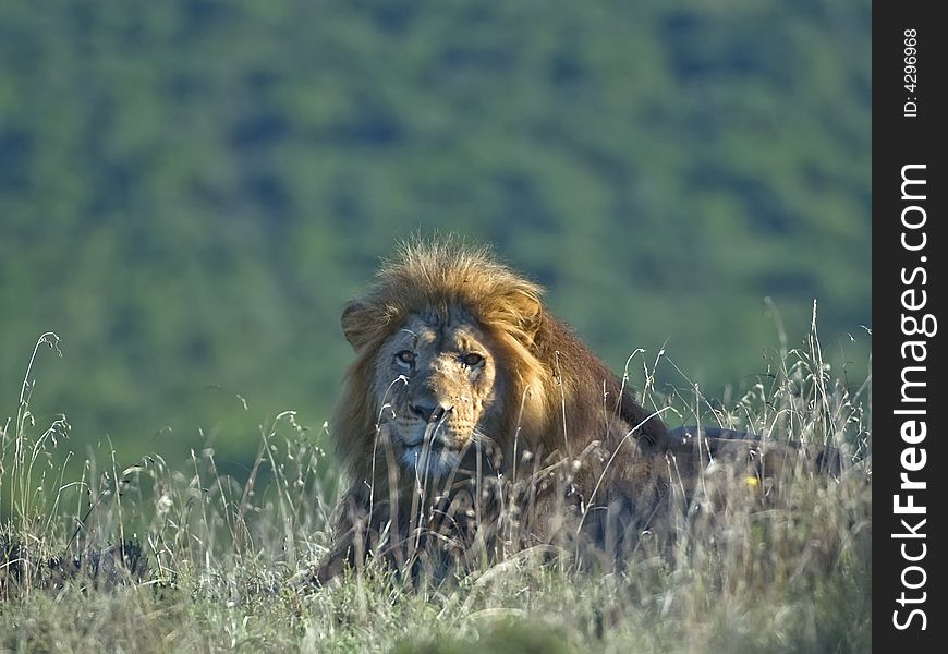 The lions always rest in the heat of the day. The lions always rest in the heat of the day