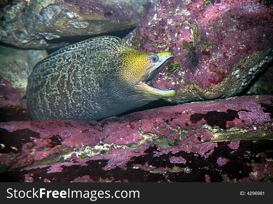 Moray eel comes out from the safety of the rocks