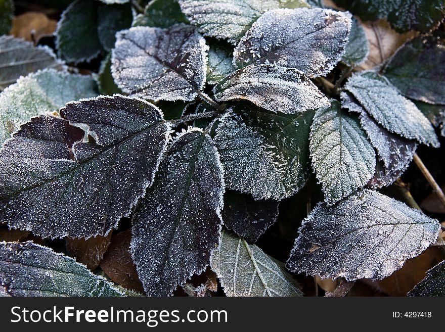 Plant Leaves Frost