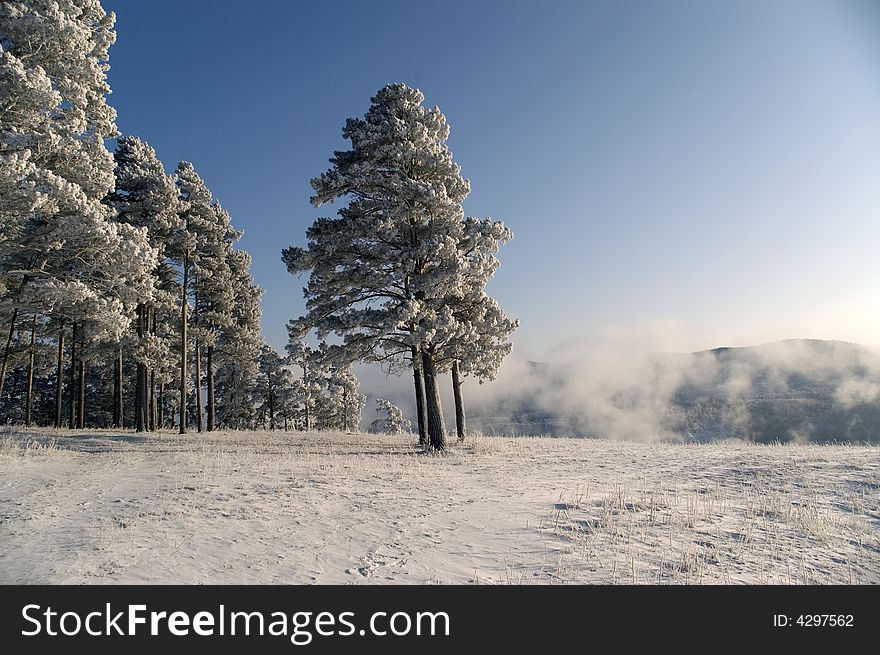 Winter landscape. A fog. Trees in snow. Winter landscape. A fog. Trees in snow.