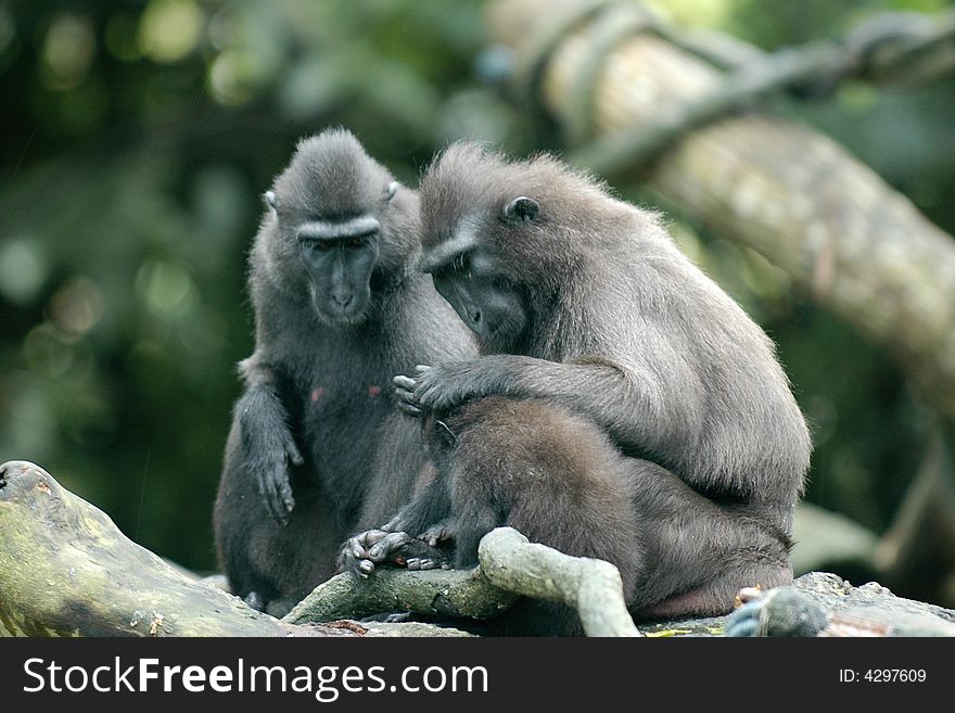 Monkey family in singapore zoo