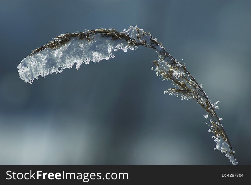 Frosted Plant In The Sunshine