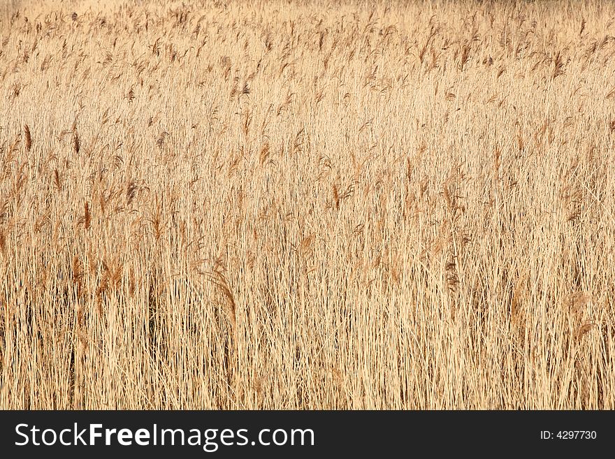 Reed Bed Background