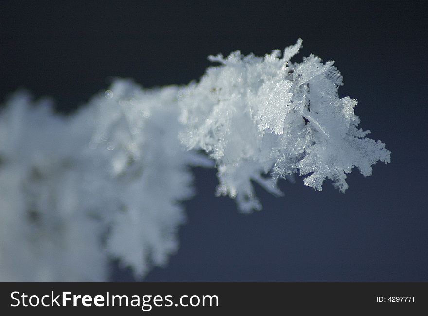 Detailed frosted plant in the winter time