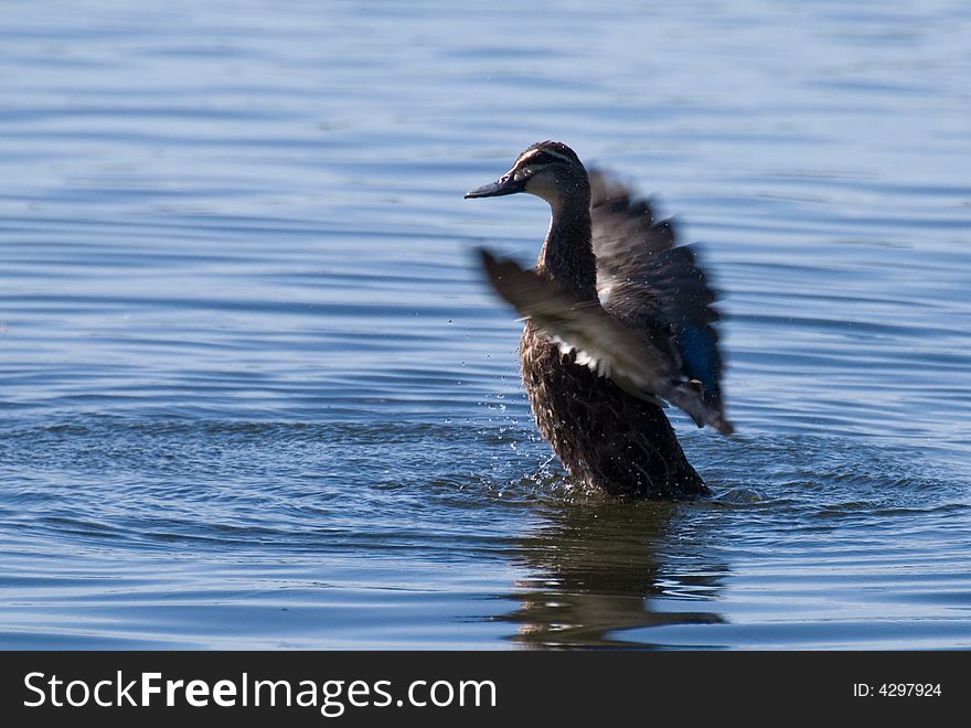 A black duck stretching its wings in Herdsman Lake, Western Australia. A black duck stretching its wings in Herdsman Lake, Western Australia.