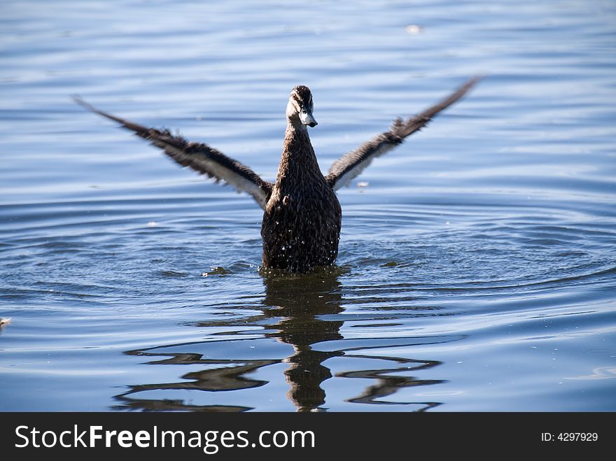 A black duck stretching its wings in Herdsman Lake, Western Australia. A black duck stretching its wings in Herdsman Lake, Western Australia.