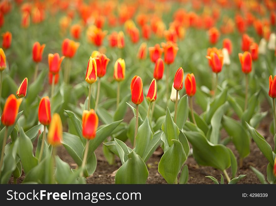 Tulips On A Lawn
