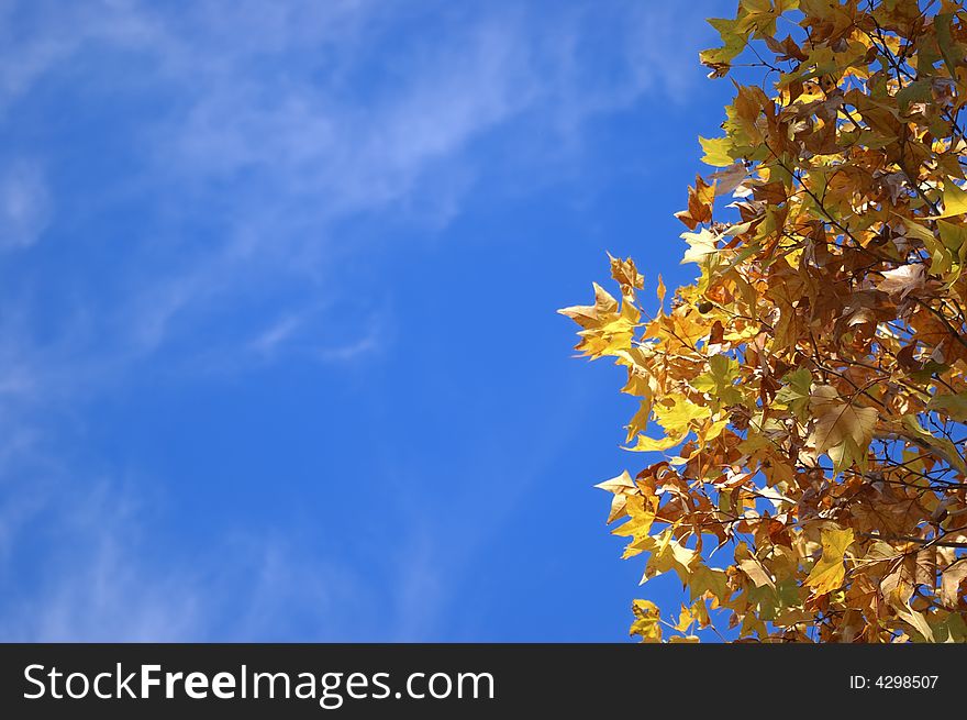 Autumn leaves on a blue sky backgroud. Autumn leaves on a blue sky backgroud