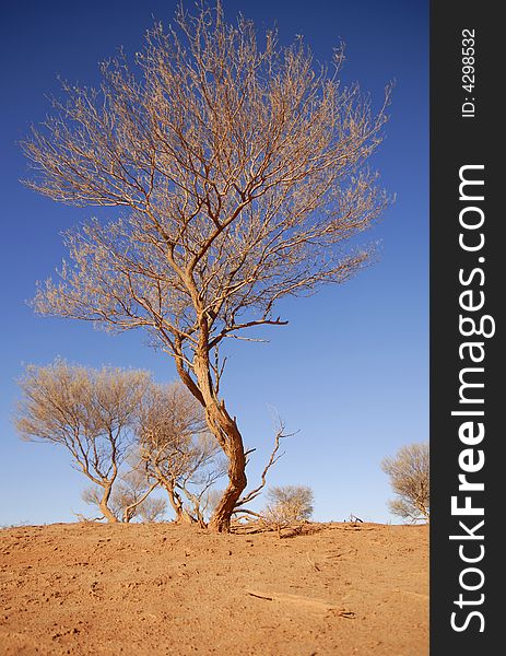The tree in australian outback. The tree in australian outback