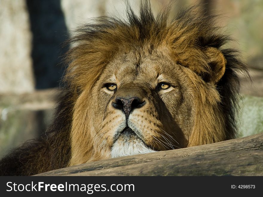 Portrait of a big african male lion