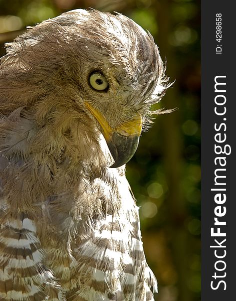 Varmint bird - african hawk close-up portrait in South Africa National park