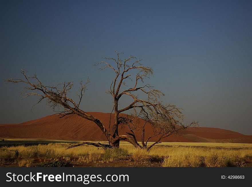 Big dead tree in front of a dune (Namib Desert, Namibia). Big dead tree in front of a dune (Namib Desert, Namibia)