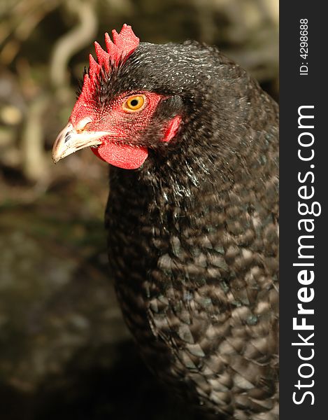 Close-up of a black free-range hen. Close-up of a black free-range hen