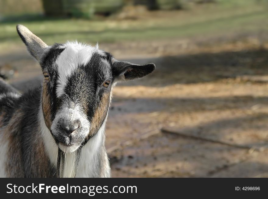 Cute goat kid in a farmyard. Cute goat kid in a farmyard