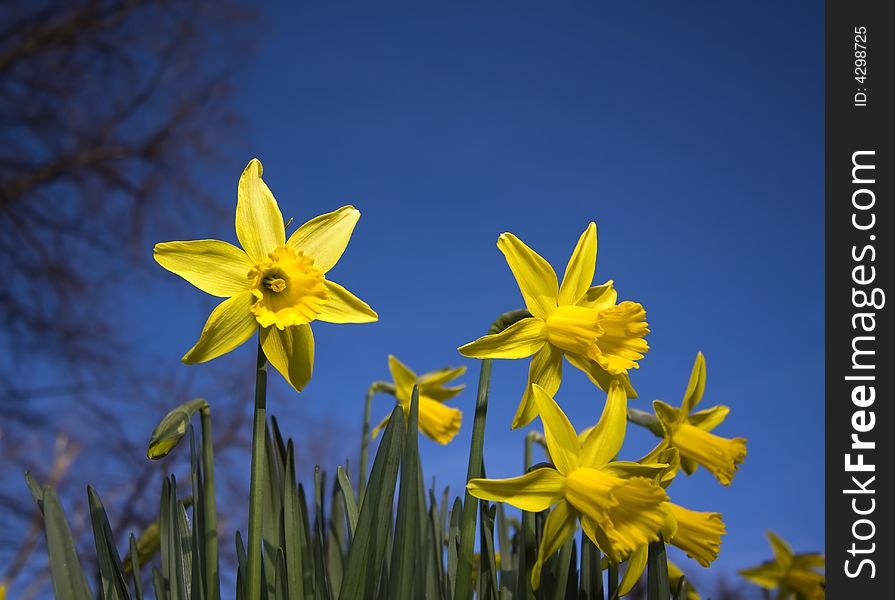 Daffodils under a blue sky