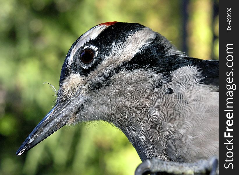 A friendly Hairy Woodpecker visiting my peanut feeder. A friendly Hairy Woodpecker visiting my peanut feeder.