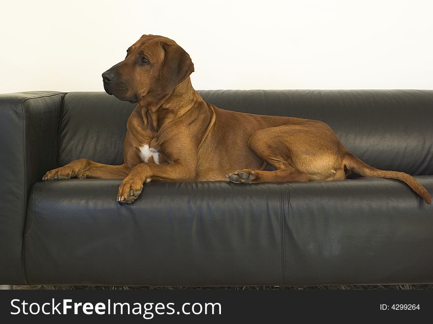 Brown dog rest on seat. Brown dog rest on seat