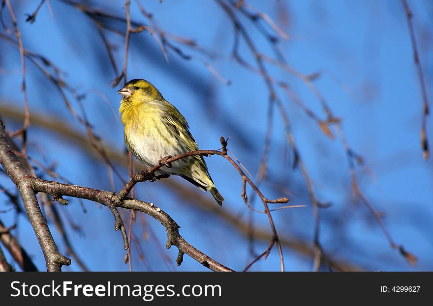 Small siskin sitting on the birch branch.