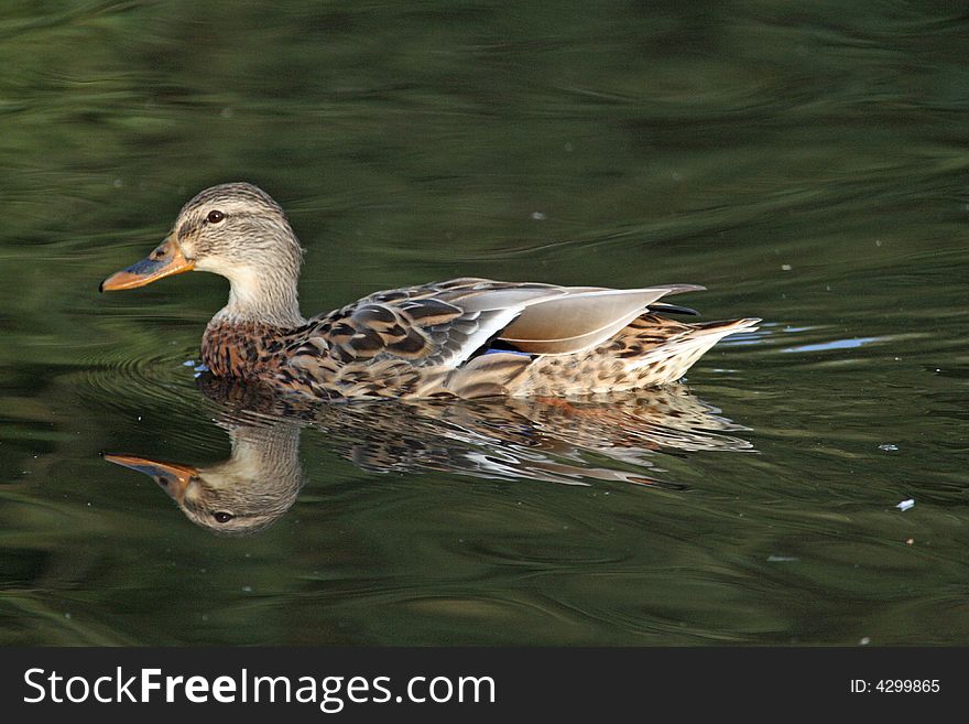 A duck paddling on a pond. A duck paddling on a pond