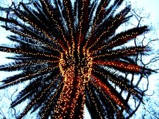 Palm Bright Royalty Free Stock Photo Palm Bright Royalty Free Stock Photo