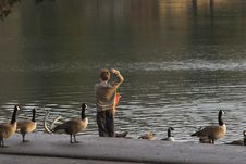 Child & Geese Stock Photography Child & Geese Stock Photography