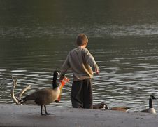 Child & Geese 2 Royalty Free Stock Photo Child & Geese 2 Royalty Free Stock Photo