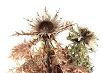 Dried Thistles Stock Photography Dried Thistles Stock Photography