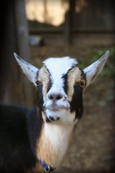 Goat Stock Photography