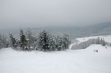 Winter Trees 3 Royalty Free Stock Photos Winter Trees 3 Royalty Free Stock Photos