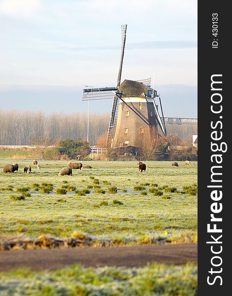 Dutch Mill and Sheep