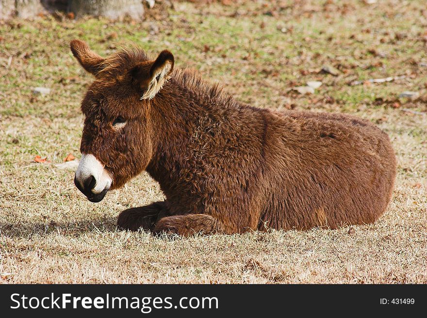 Closeup of young donkey, is a family pet, resting in the cool of the day. Closeup of young donkey, is a family pet, resting in the cool of the day