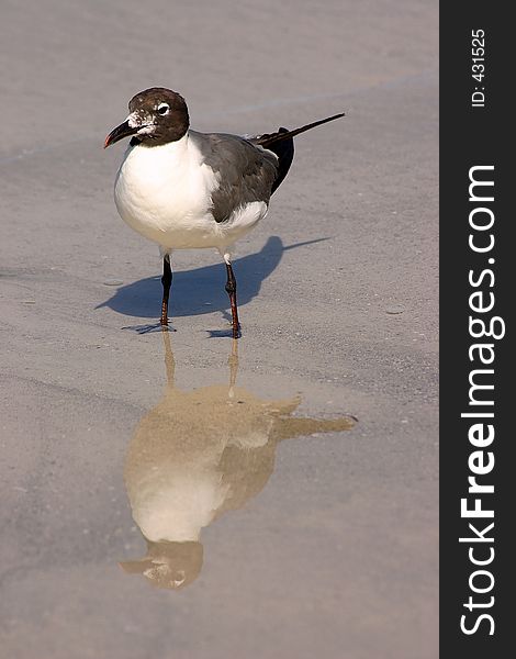 Sea Gull Reflections