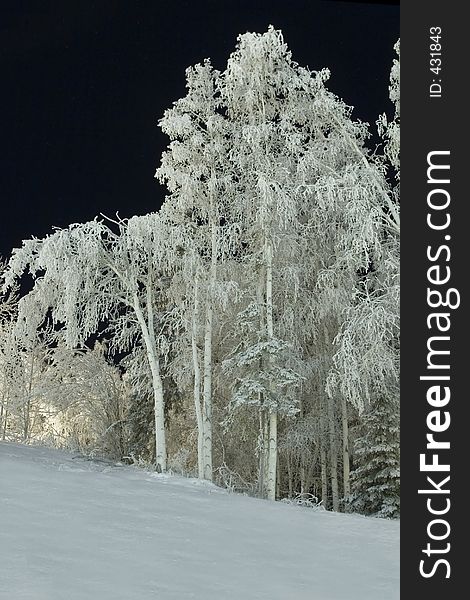 Frozen trees in a cold night. Frozen trees in a cold night