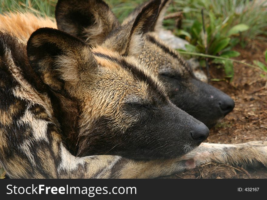 Wild dogs lying together. Wild dogs lying together