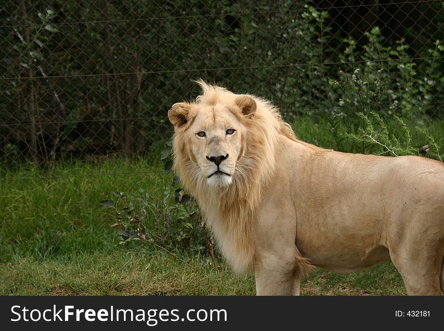 Very rare white lion