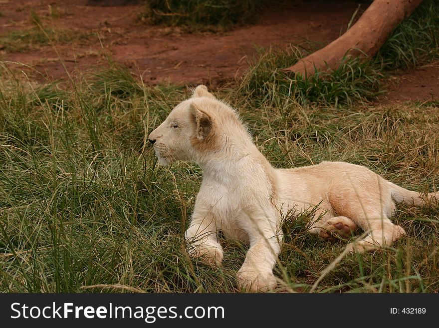 Very rare white lion cub. Very rare white lion cub