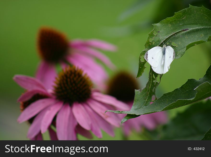 White butterfly resting on leaf by flower. White butterfly resting on leaf by flower