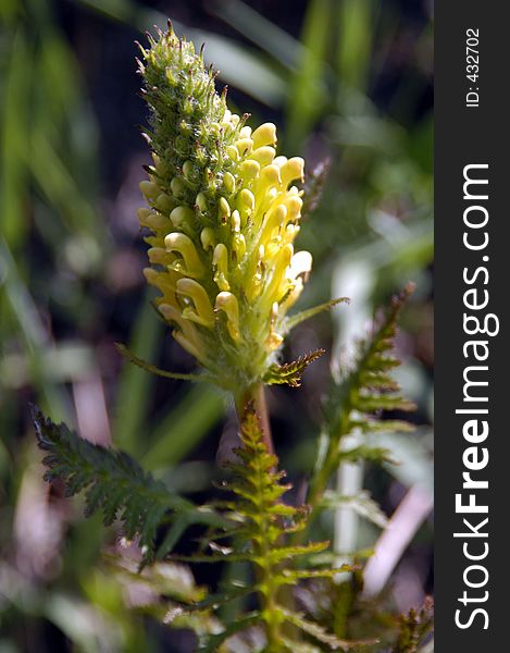 Early mountain spring wild flower. Early mountain spring wild flower